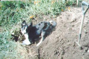 Pip in the garden digging